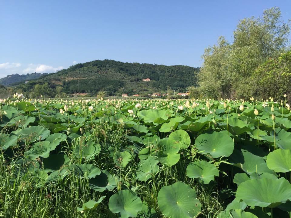 Hotel Cecco Di Nara Massarosa Zewnętrze zdjęcie